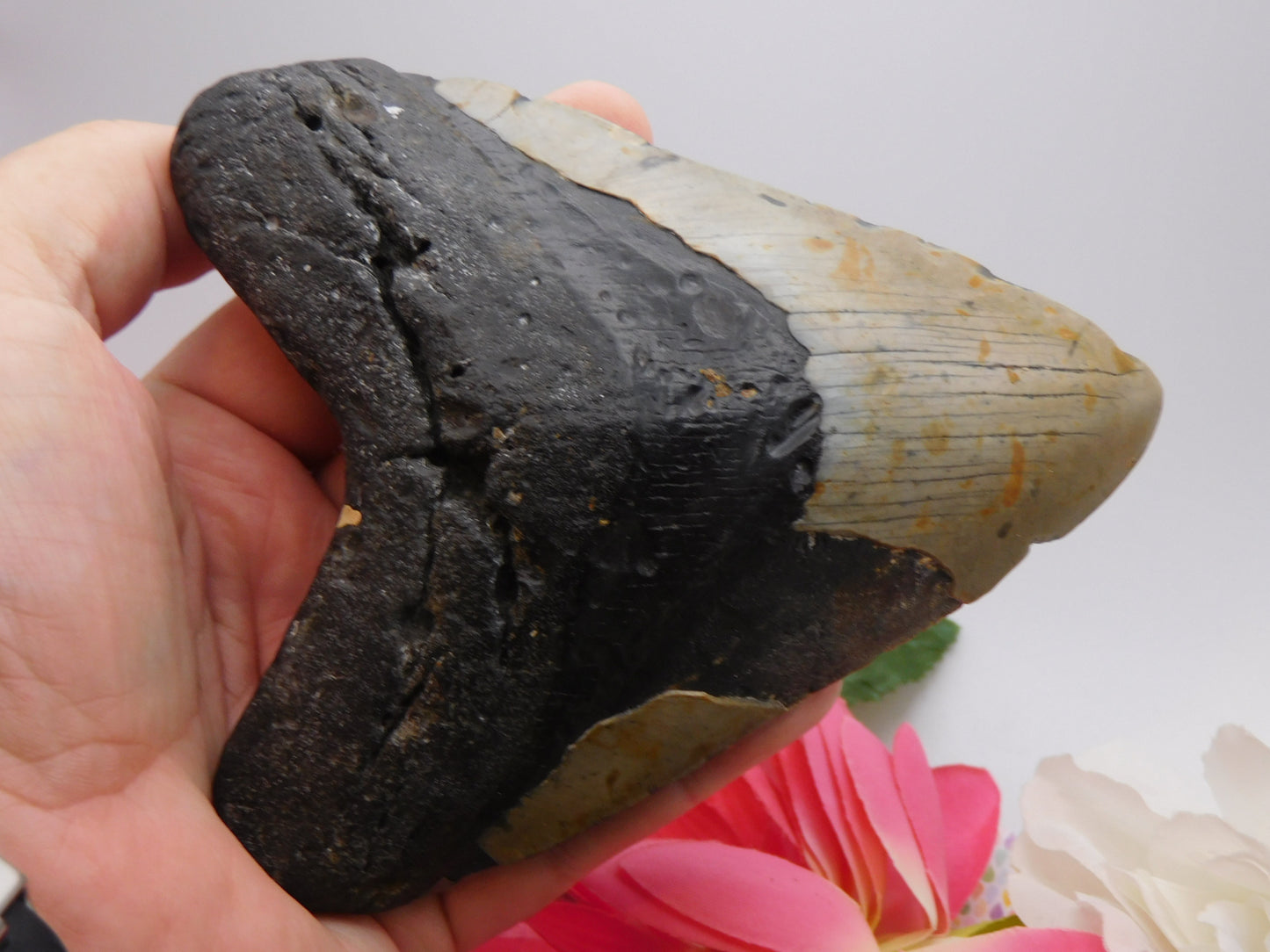 5.7 inch Megalodon Tooth
