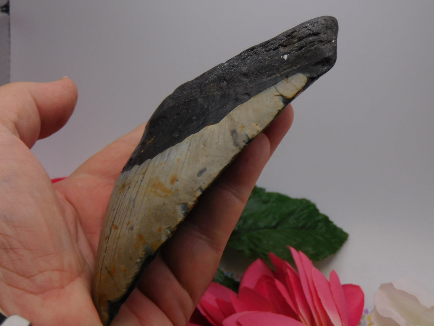 5.7 inch Megalodon Tooth