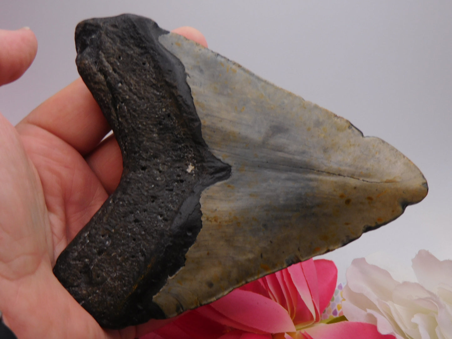 5.7 inch Megalodon Tooth