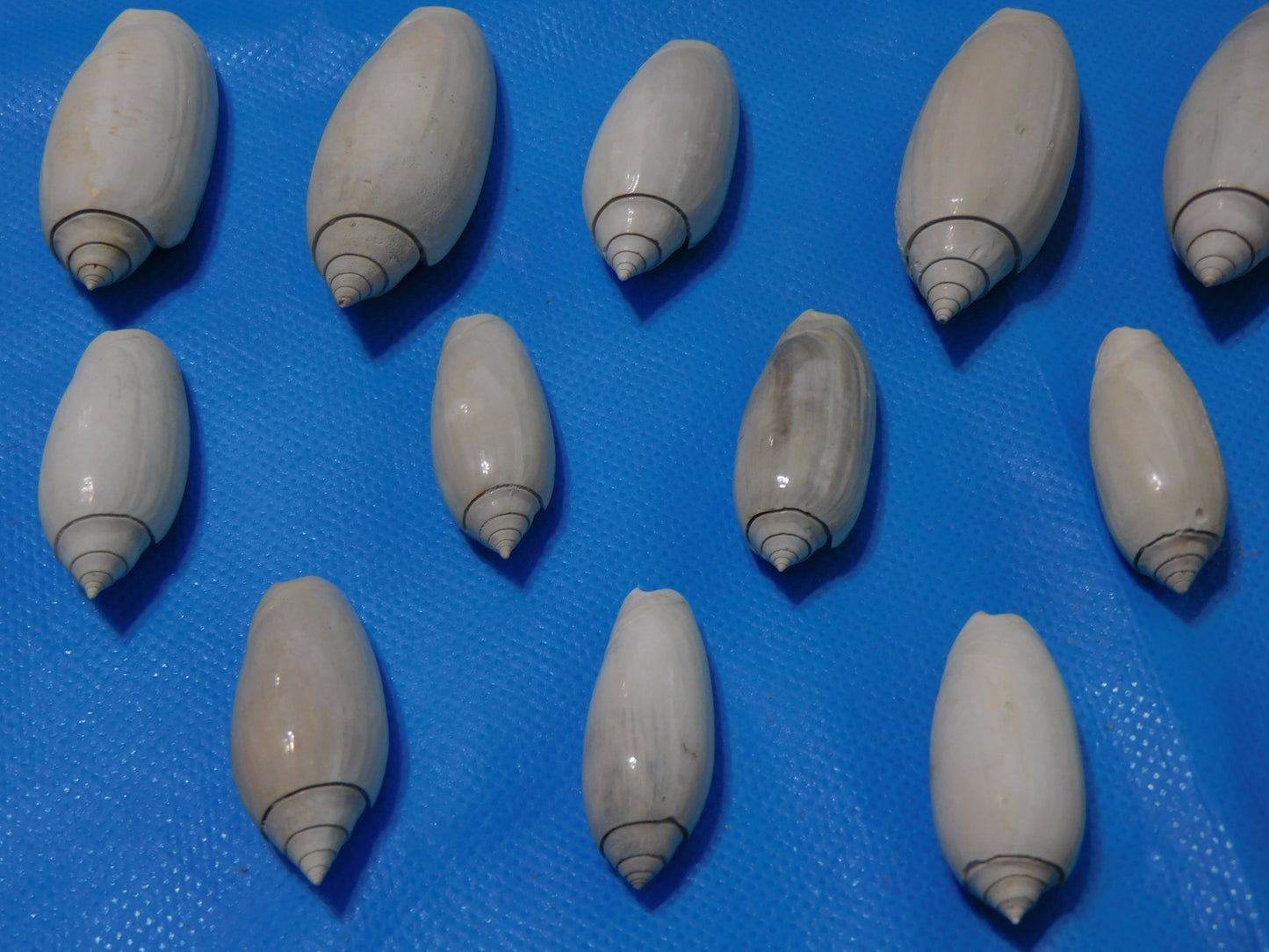 Fossilized olive Shells