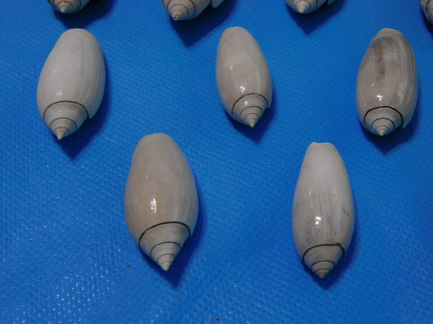 Fossilized olive Shells