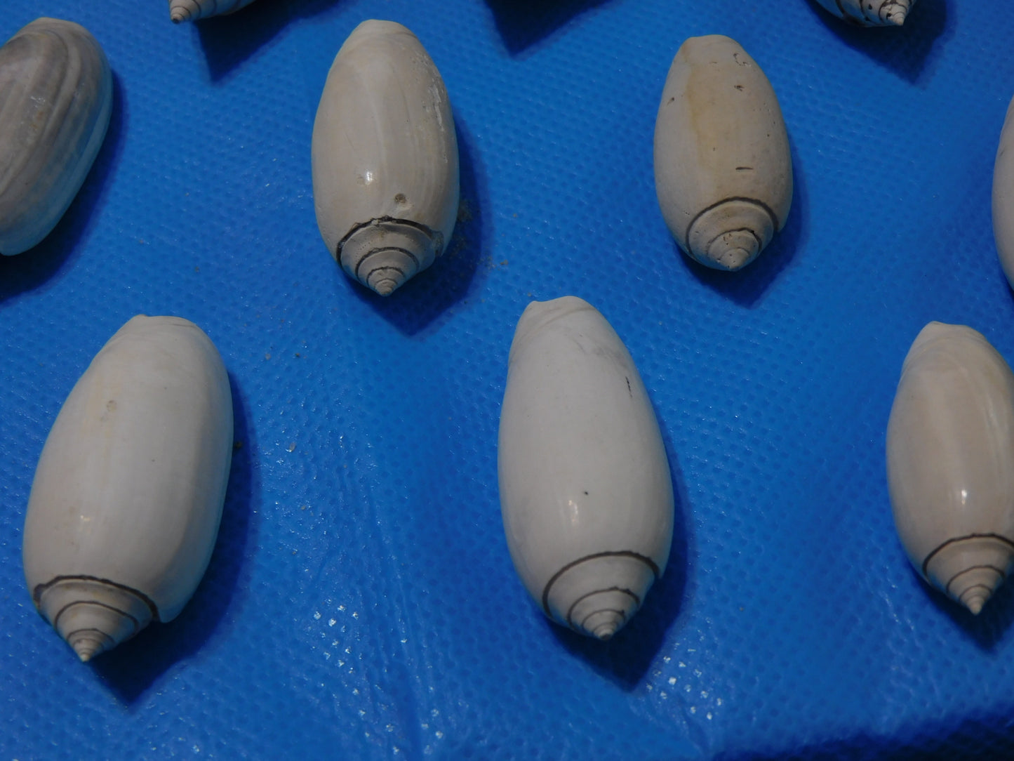 Fossilized olive Shells