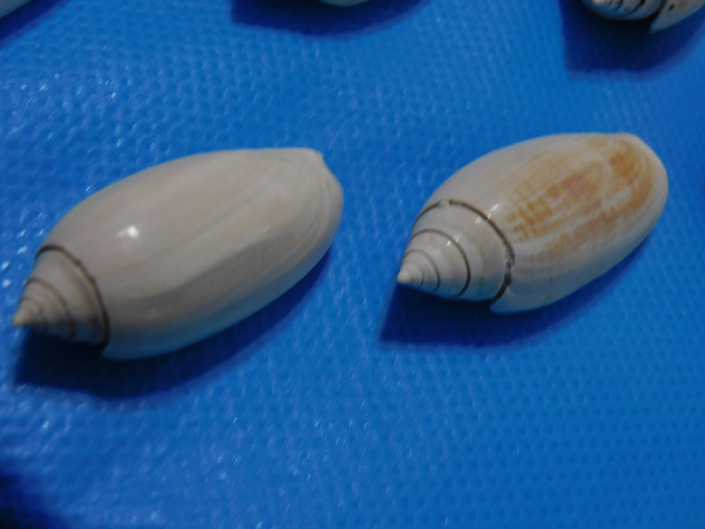 Fossilized olive Shells