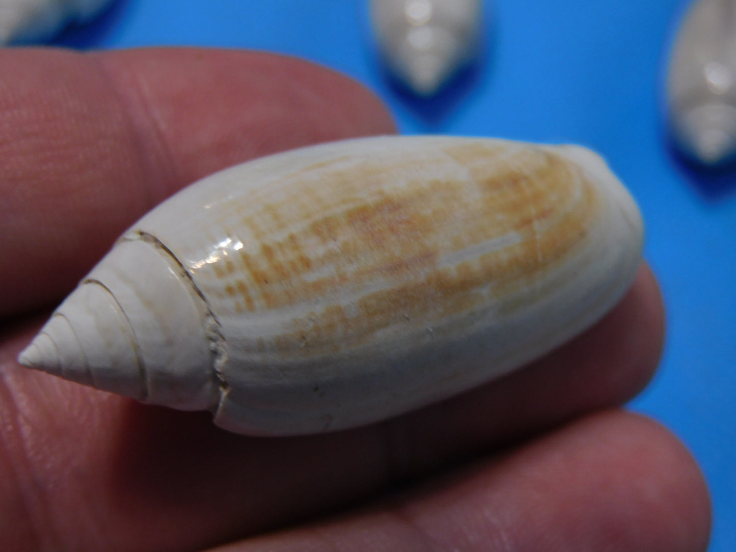 Fossilized olive Shells