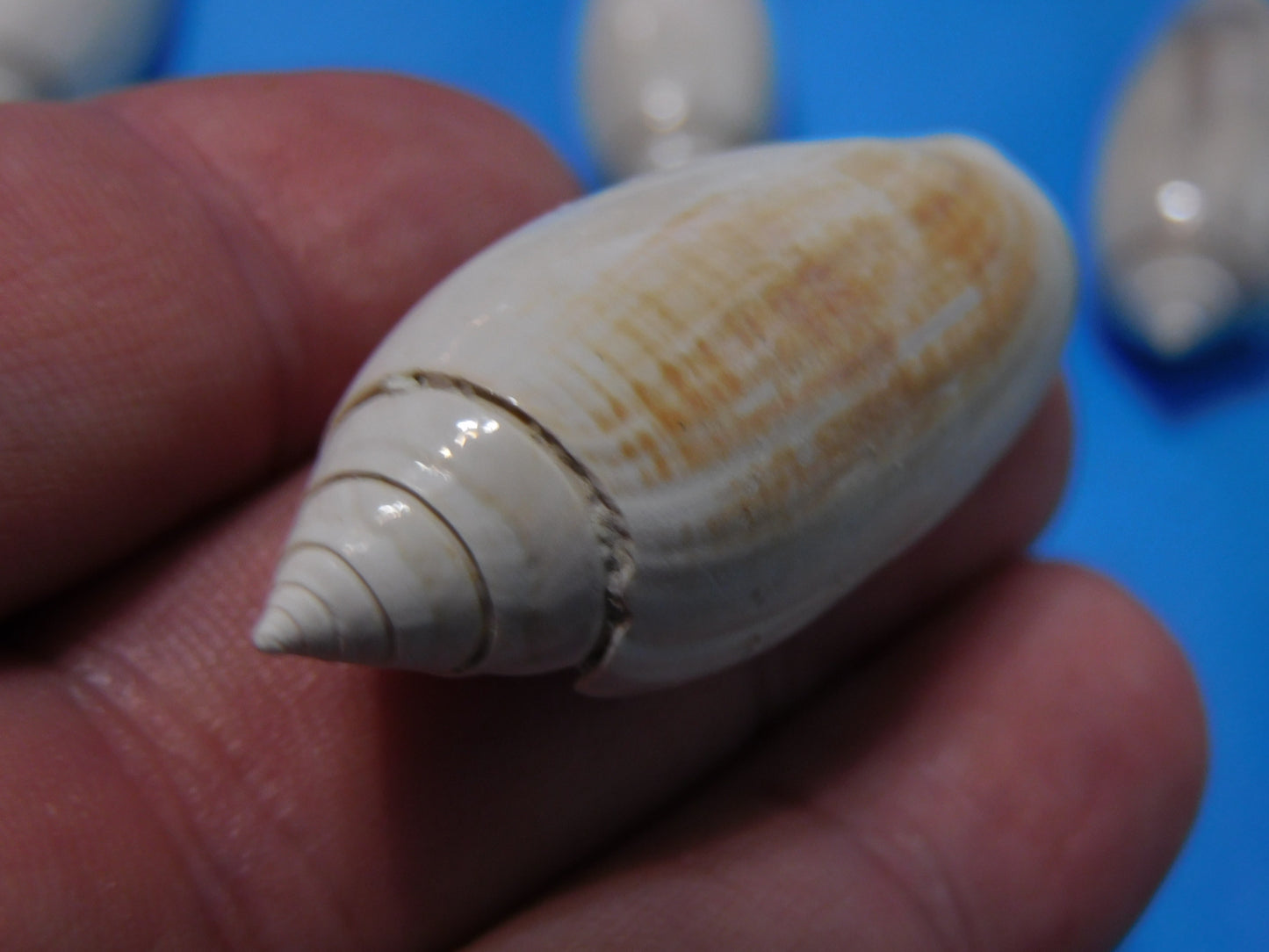 Fossilized olive Shells