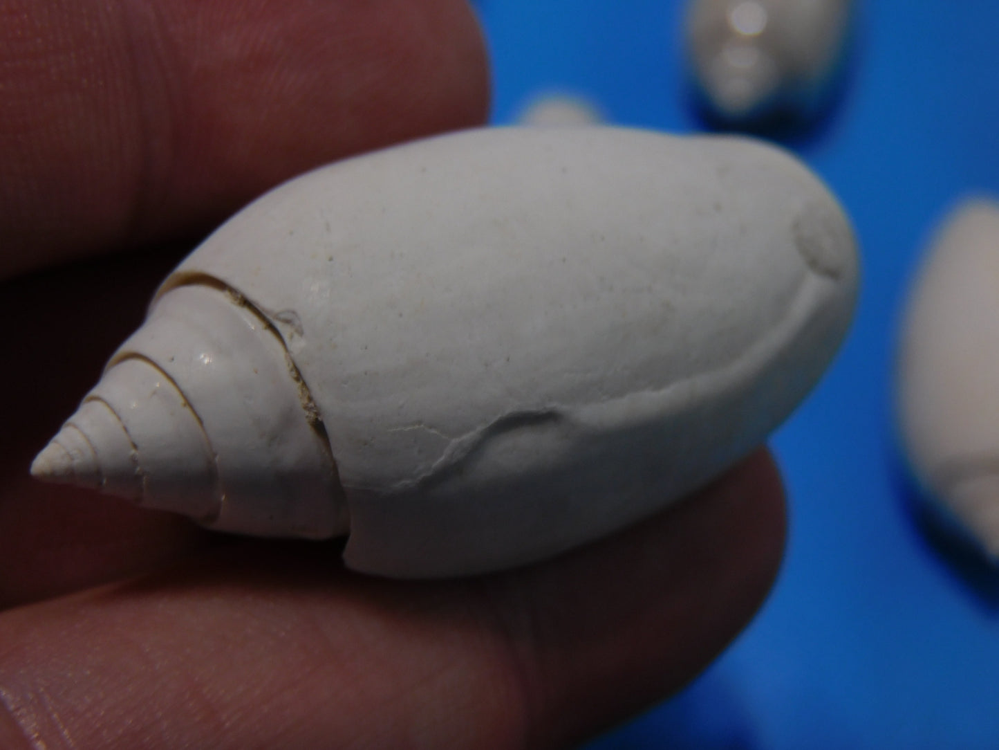 Fossilized olive Shells