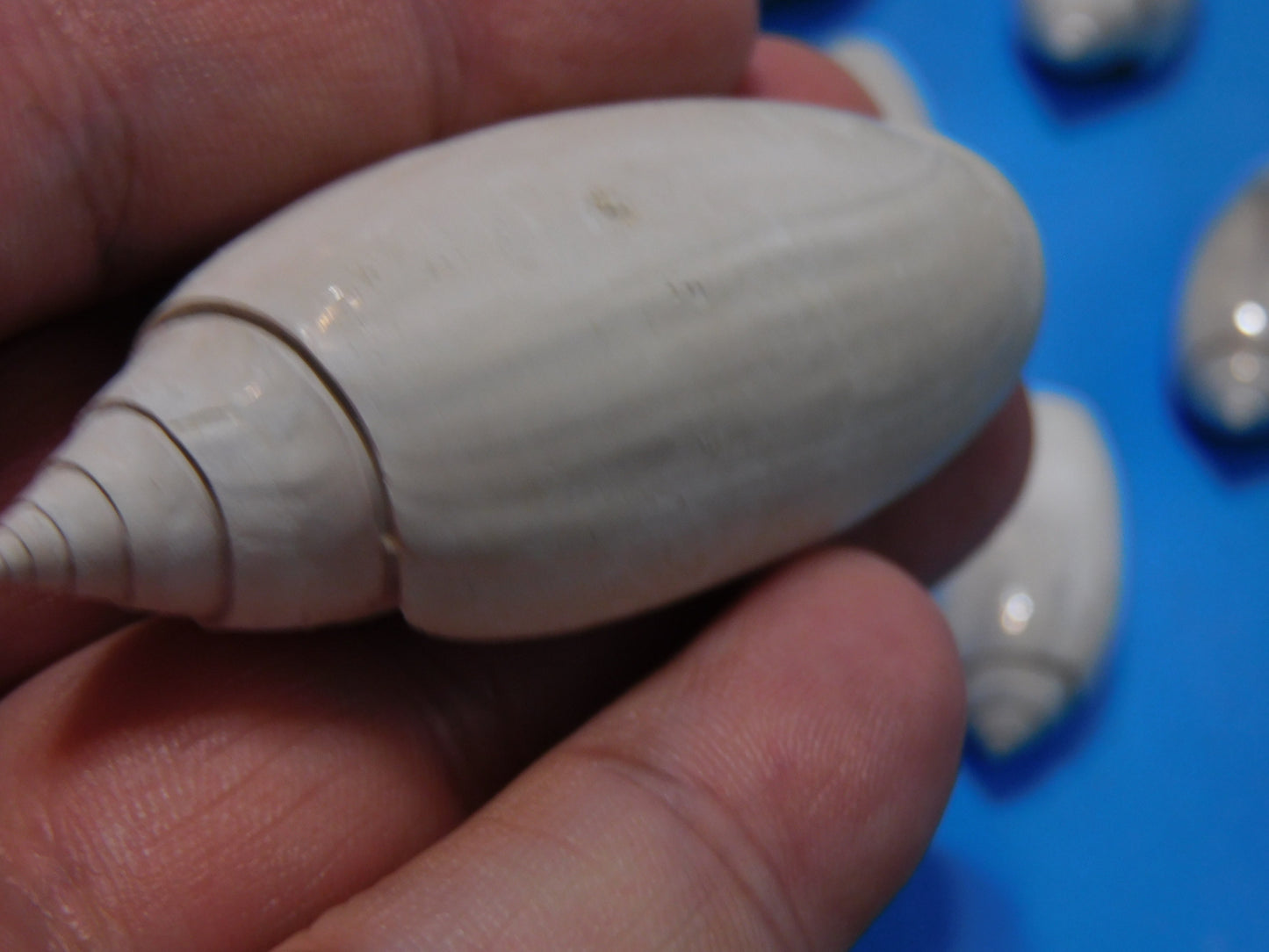 Fossilized olive Shells