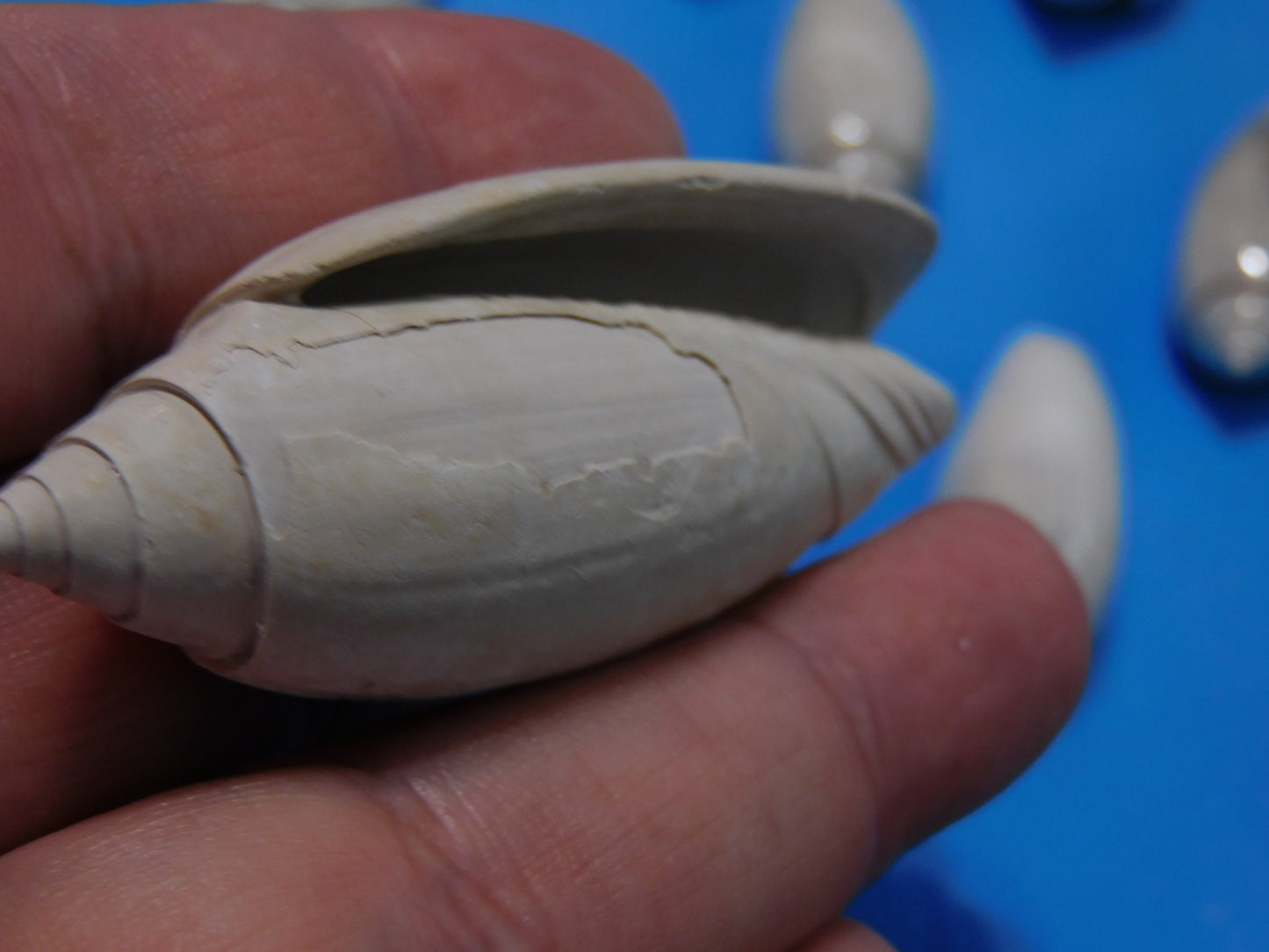Fossilized olive Shells