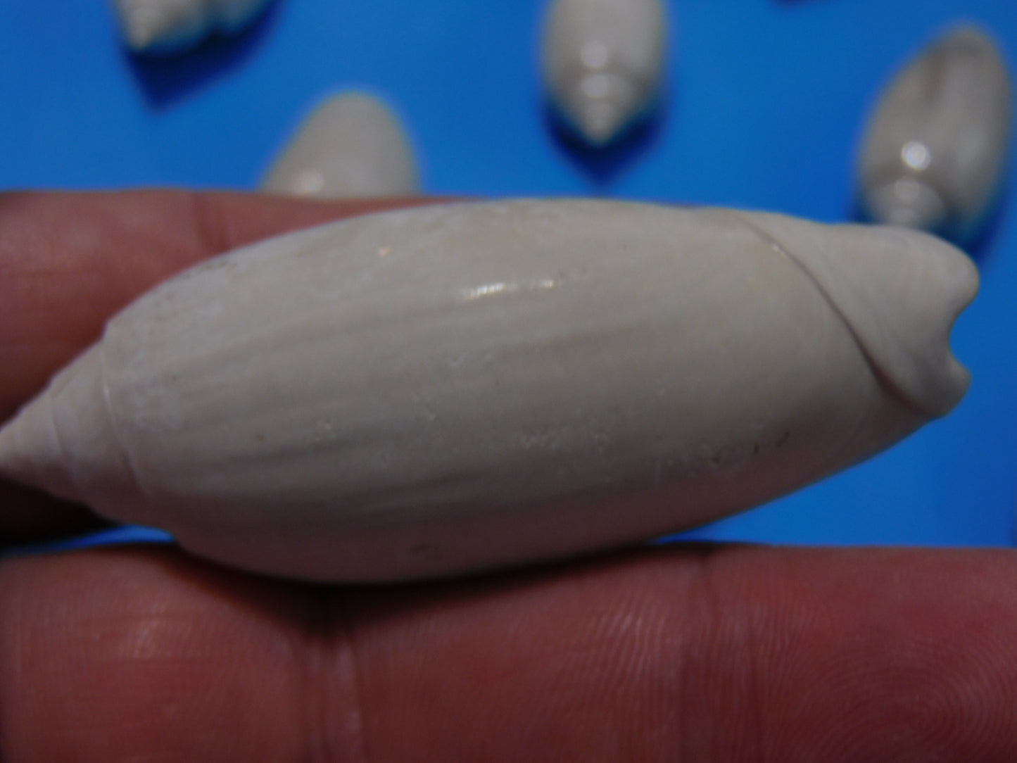 Fossilized olive Shells