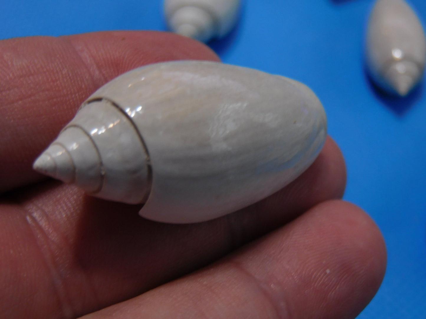 Fossilized olive Shells