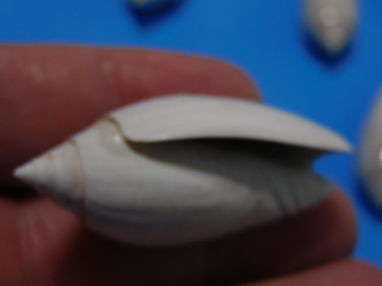 Fossilized olive Shells