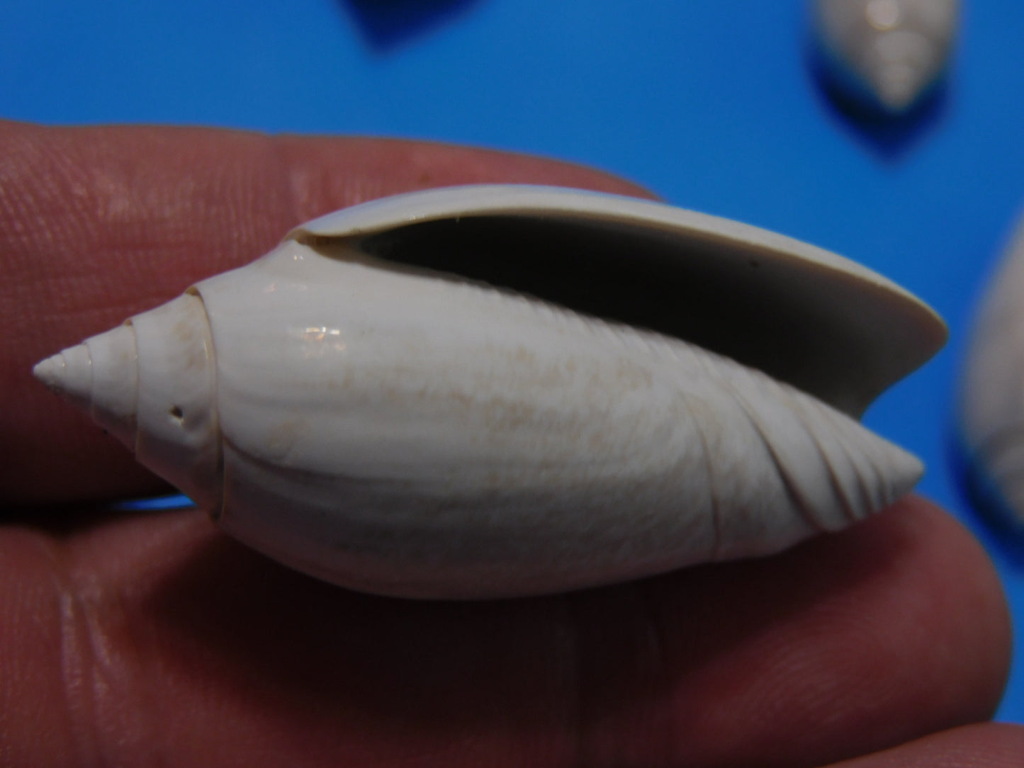 Fossilized olive Shells