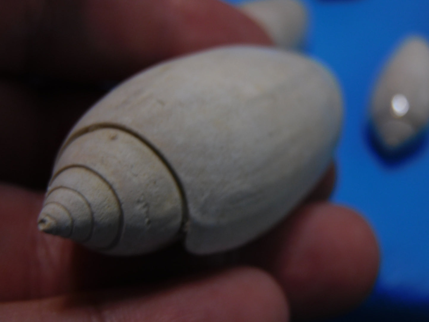 Fossilized olive Shells