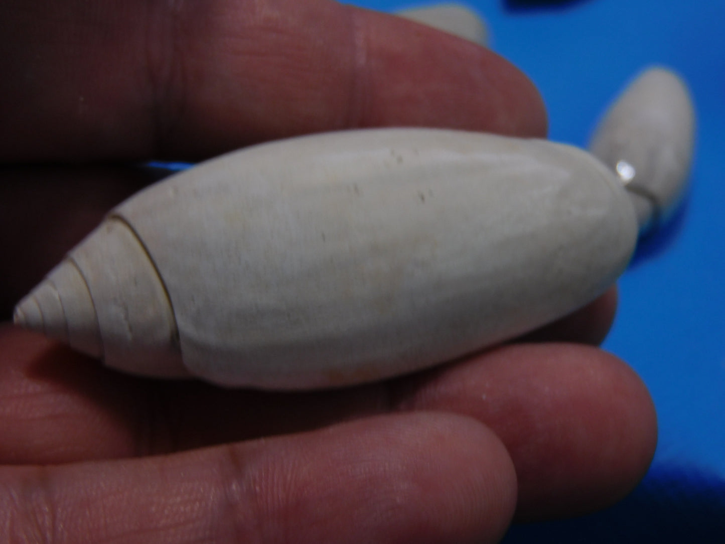 Fossilized olive Shells