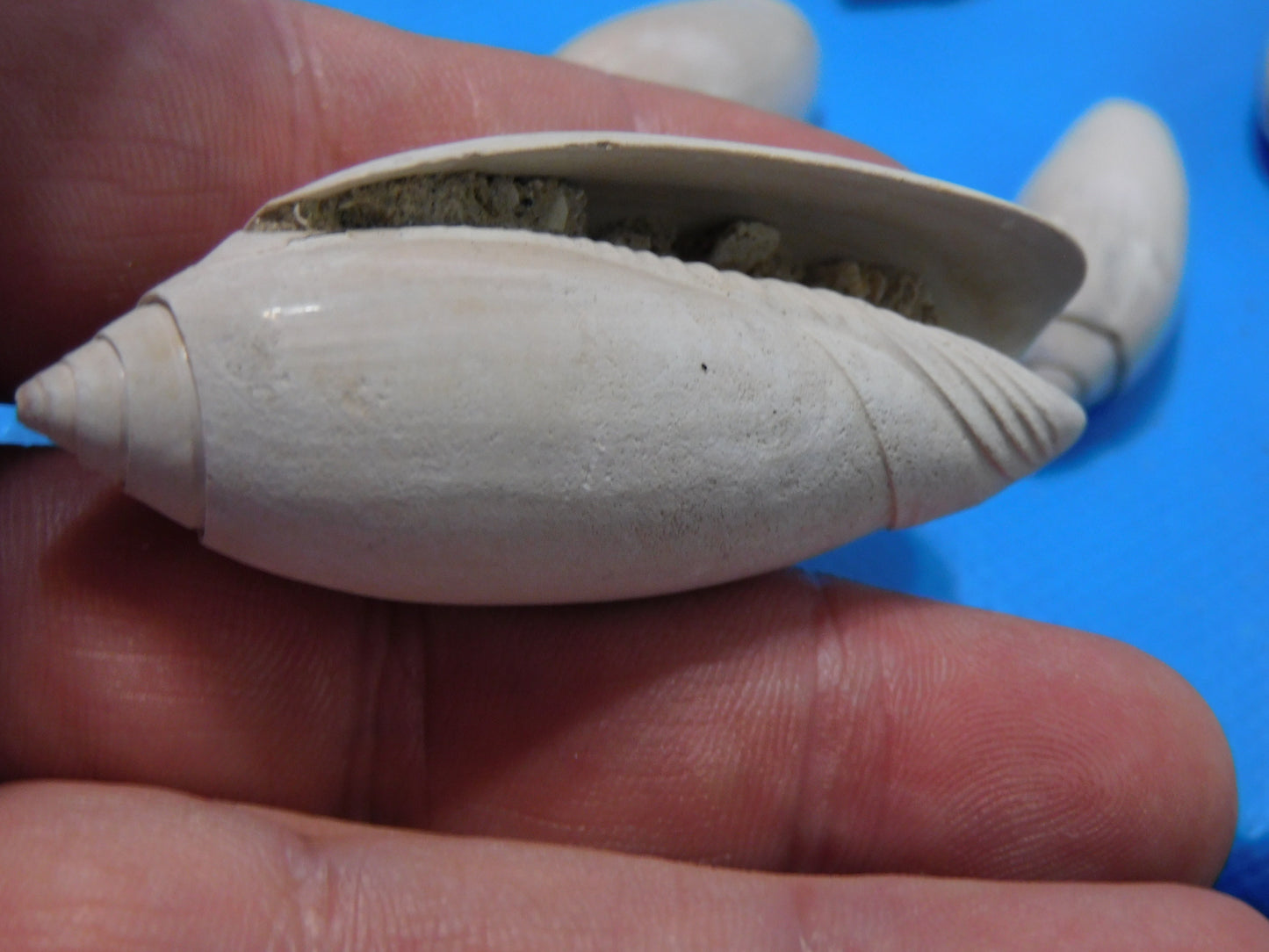 Fossilized olive Shells