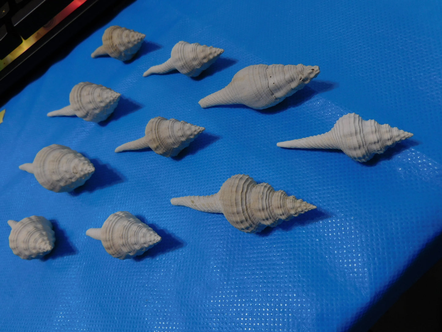 Fossilized Spindle Shells