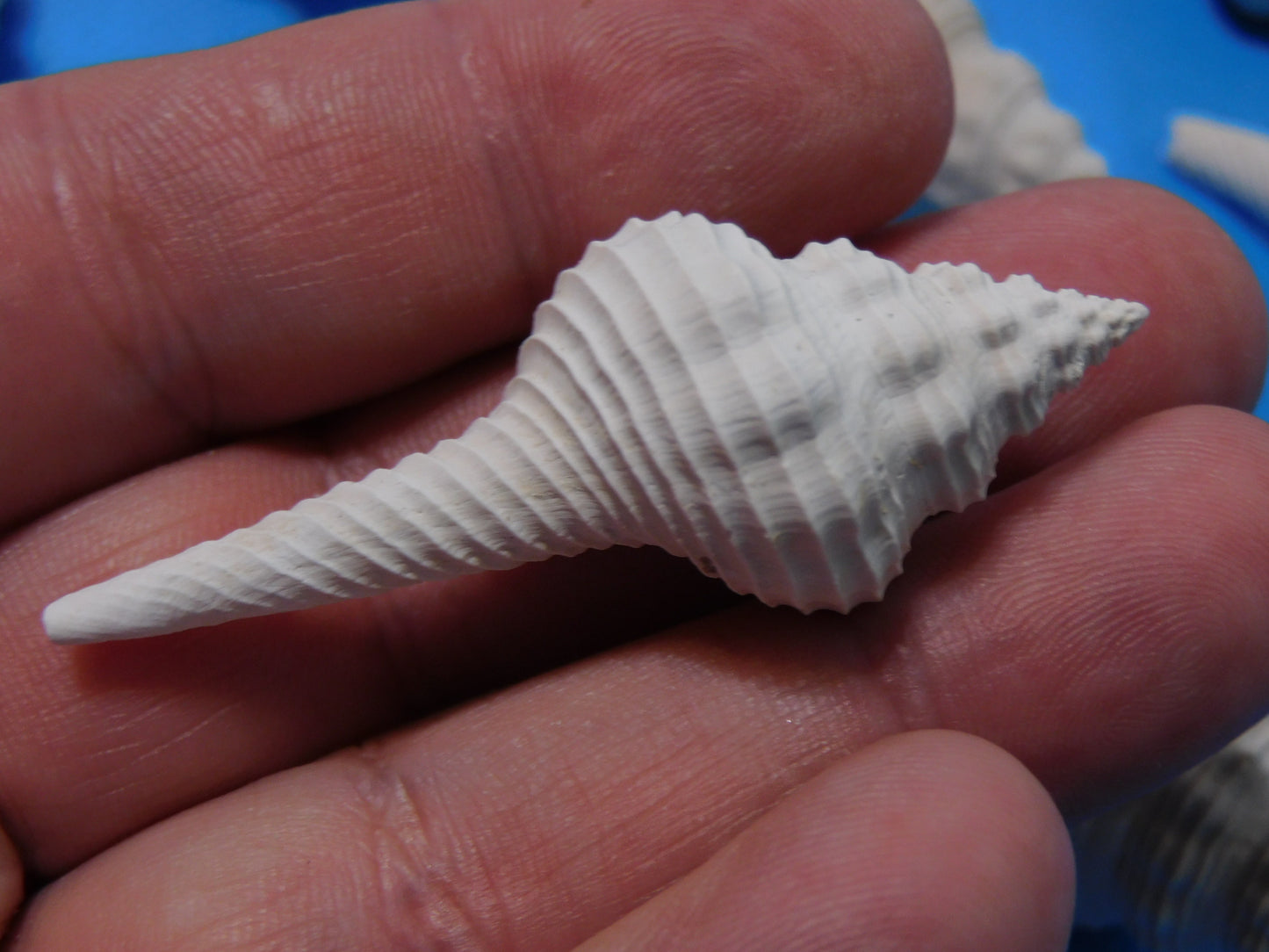 Fossilized Spindle Shells