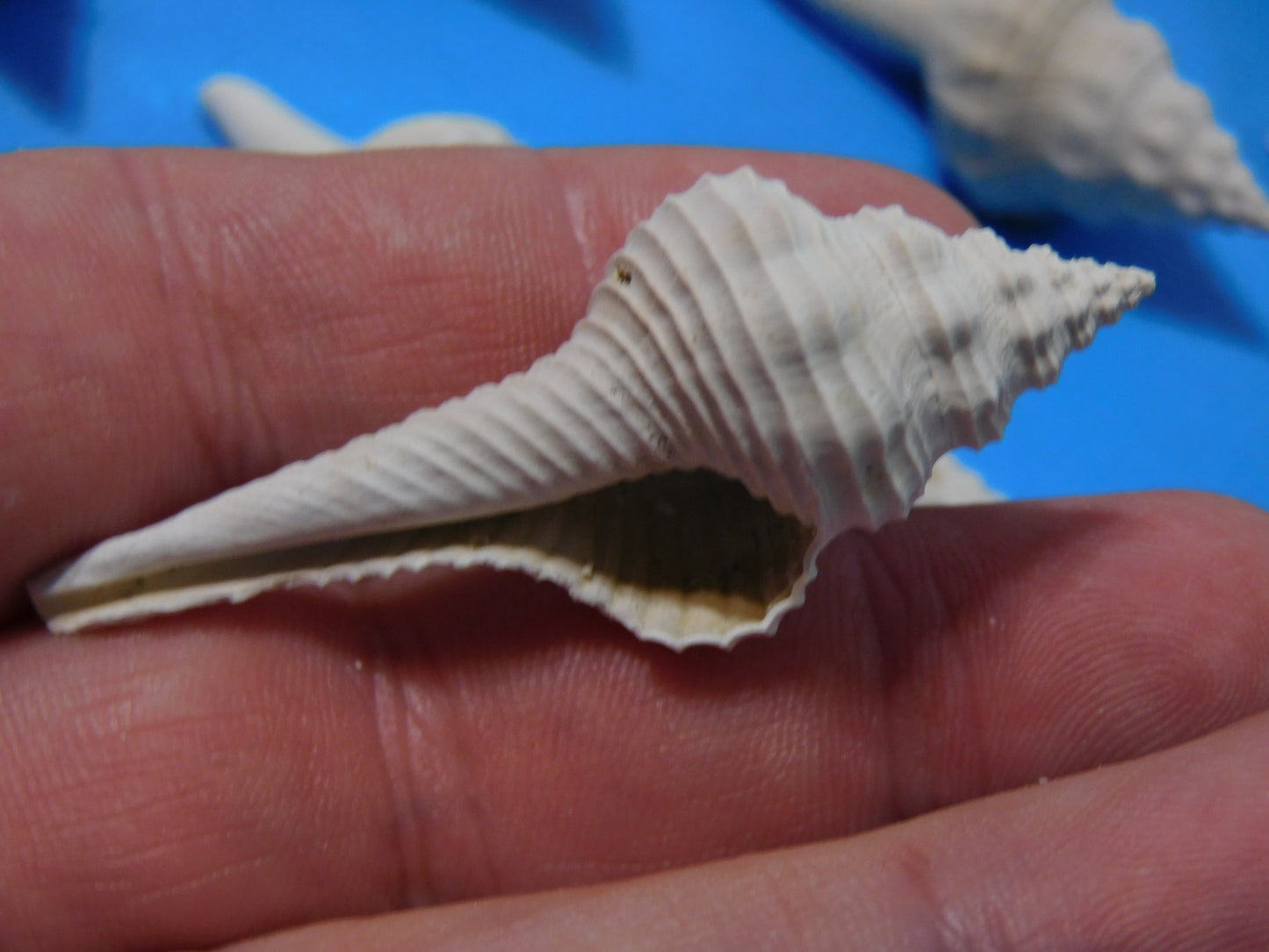 Fossilized Spindle Shells