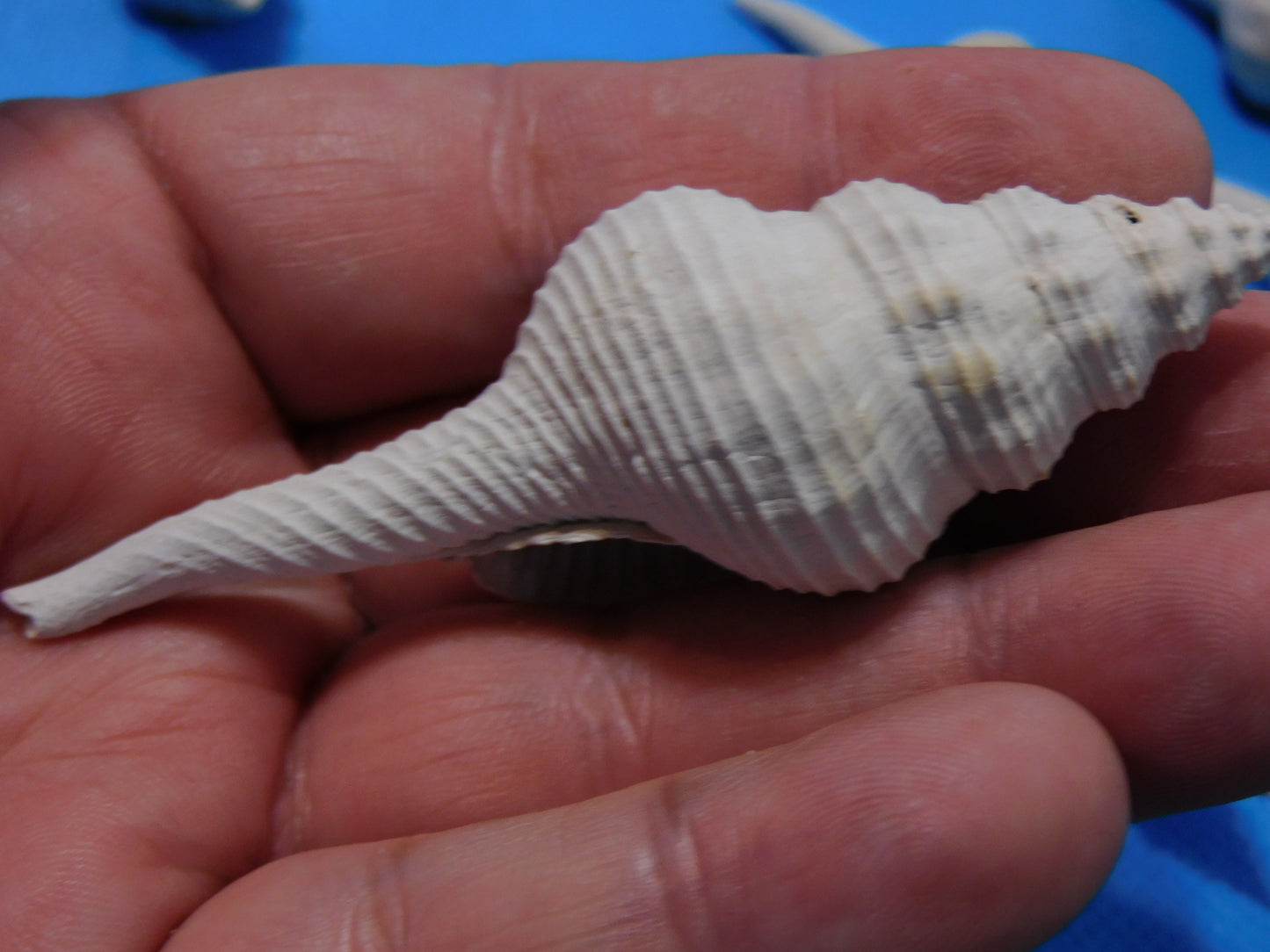 Fossilized Spindle Shells