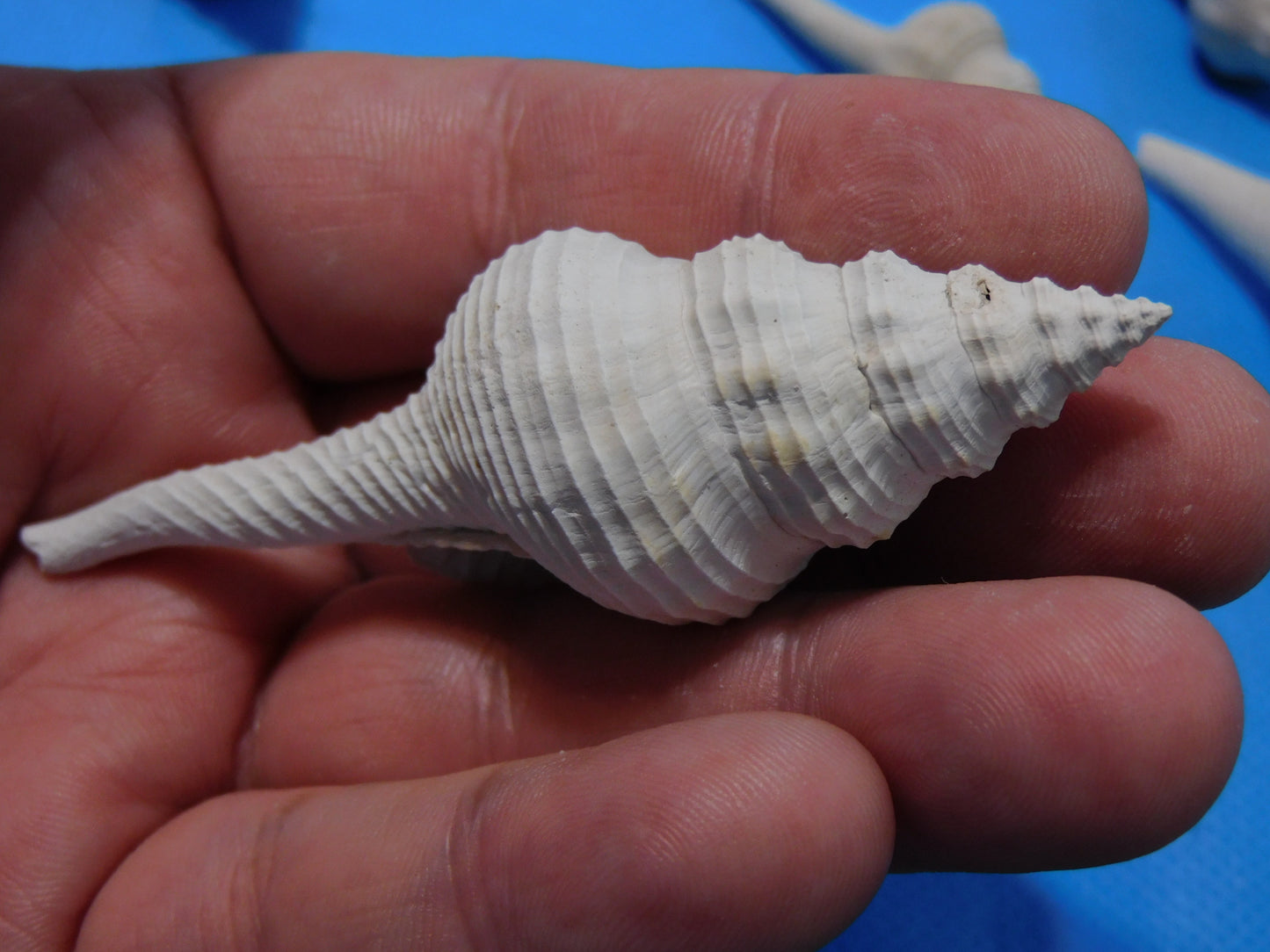Fossilized Spindle Shells