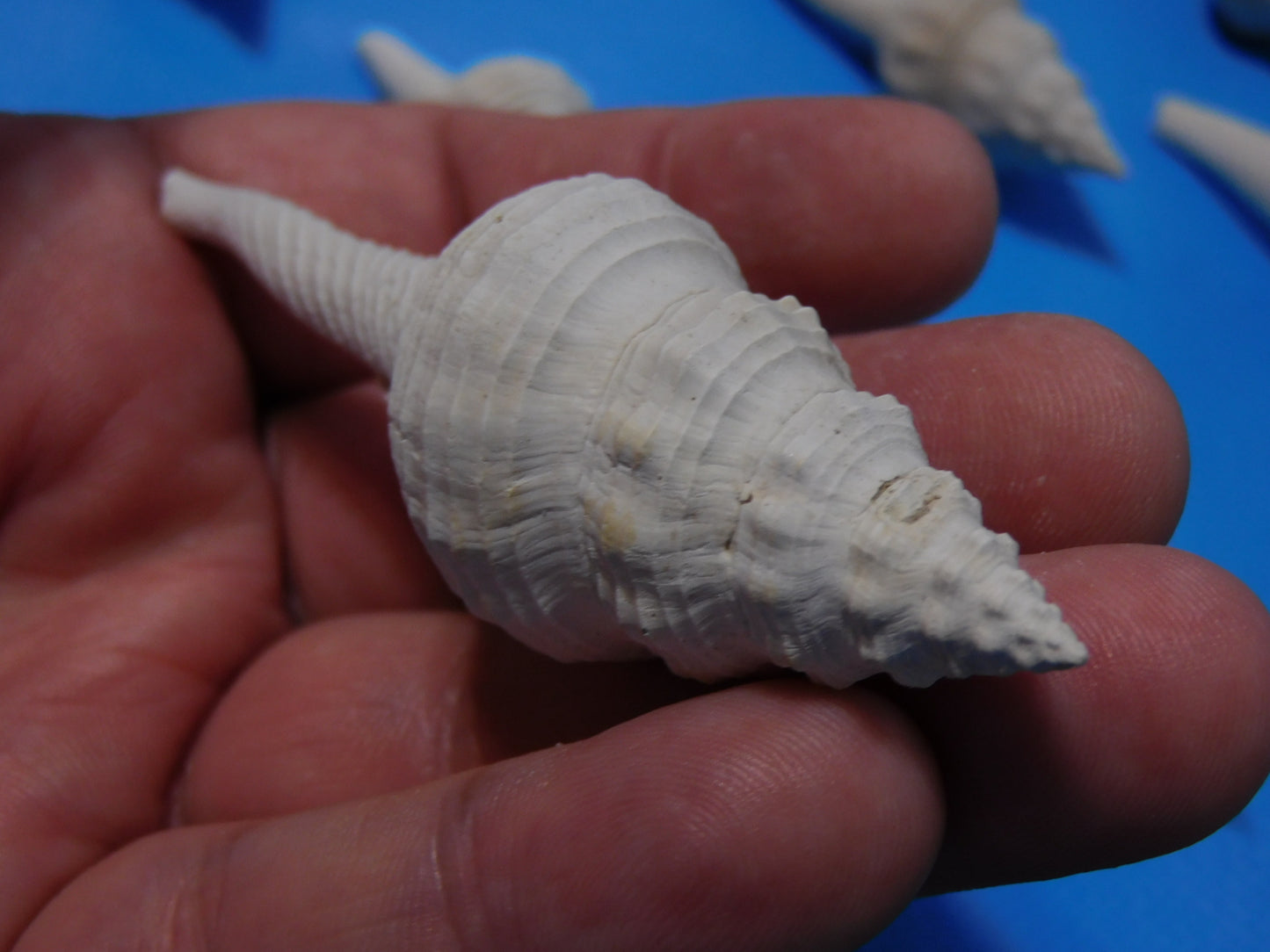 Fossilized Spindle Shells