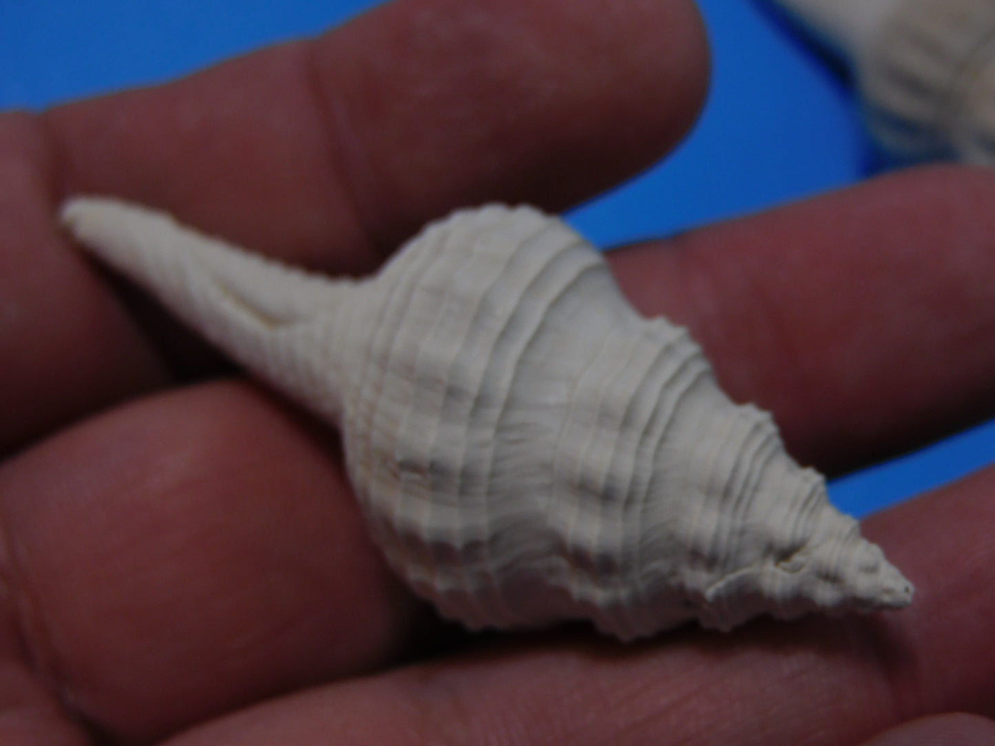 Fossilized Spindle Shells