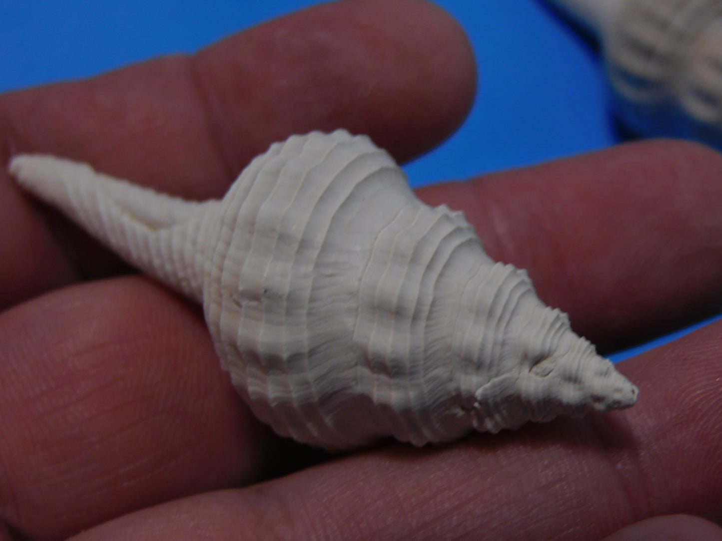 Fossilized Spindle Shells