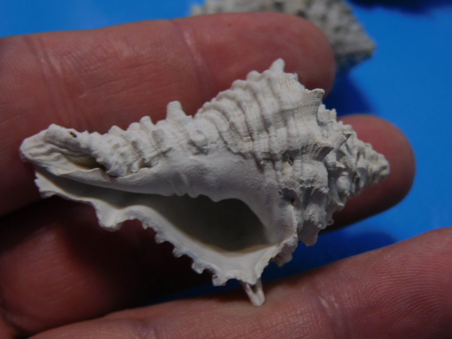 Fossilzed Apple Murex