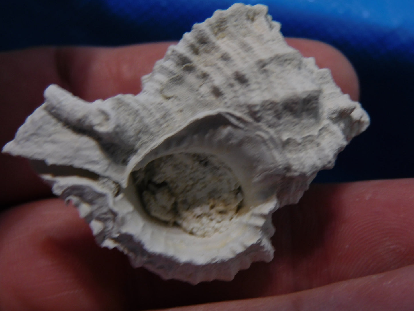 Fossilzed Apple Murex