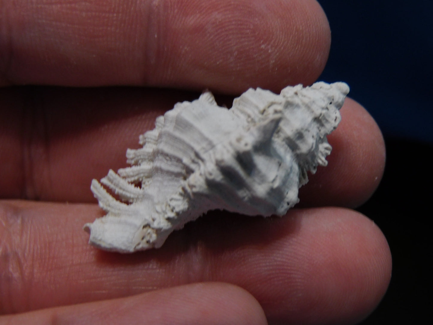 Fossilzed Apple Murex