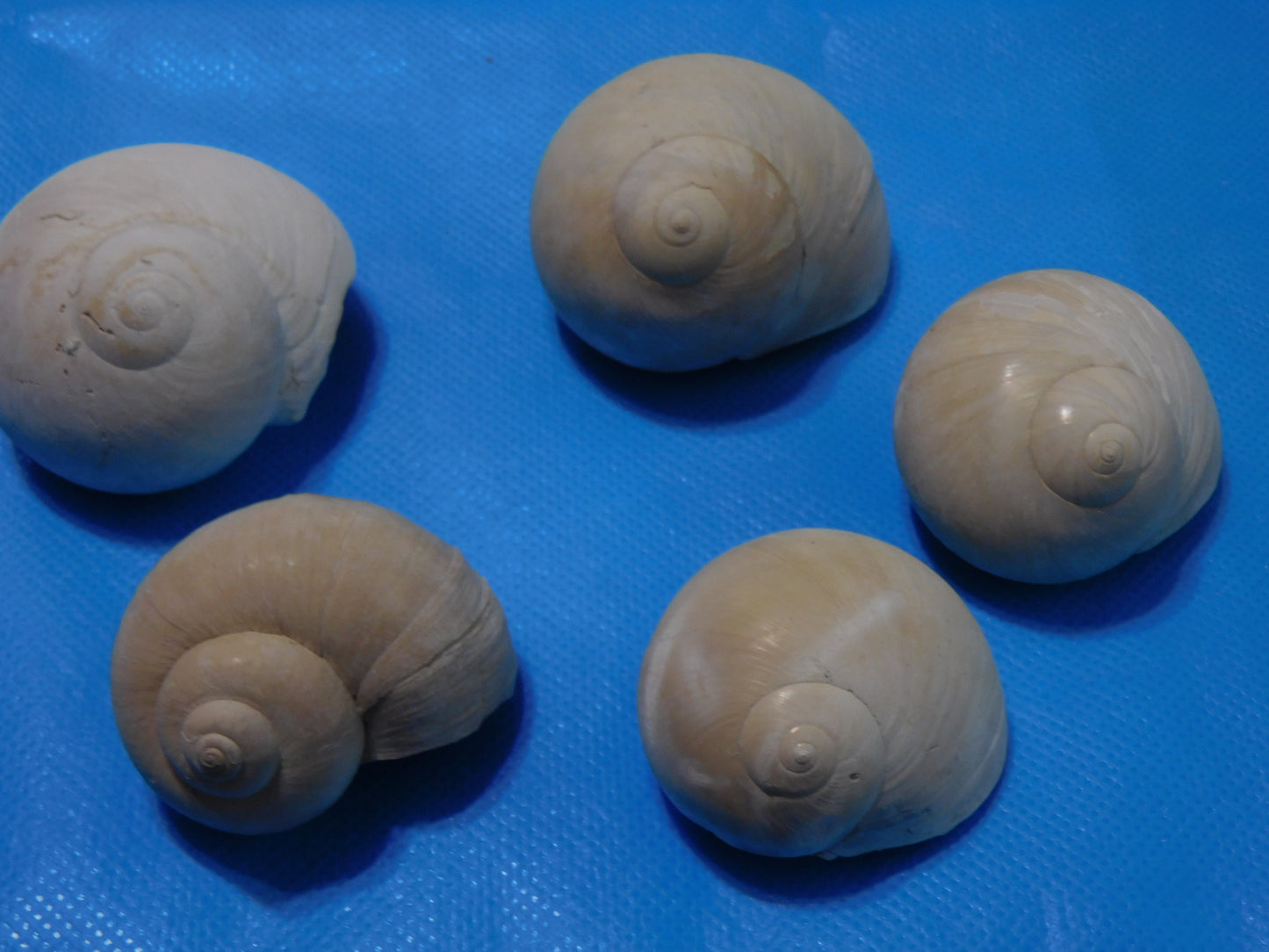 Fossilized Shark Eye Shells