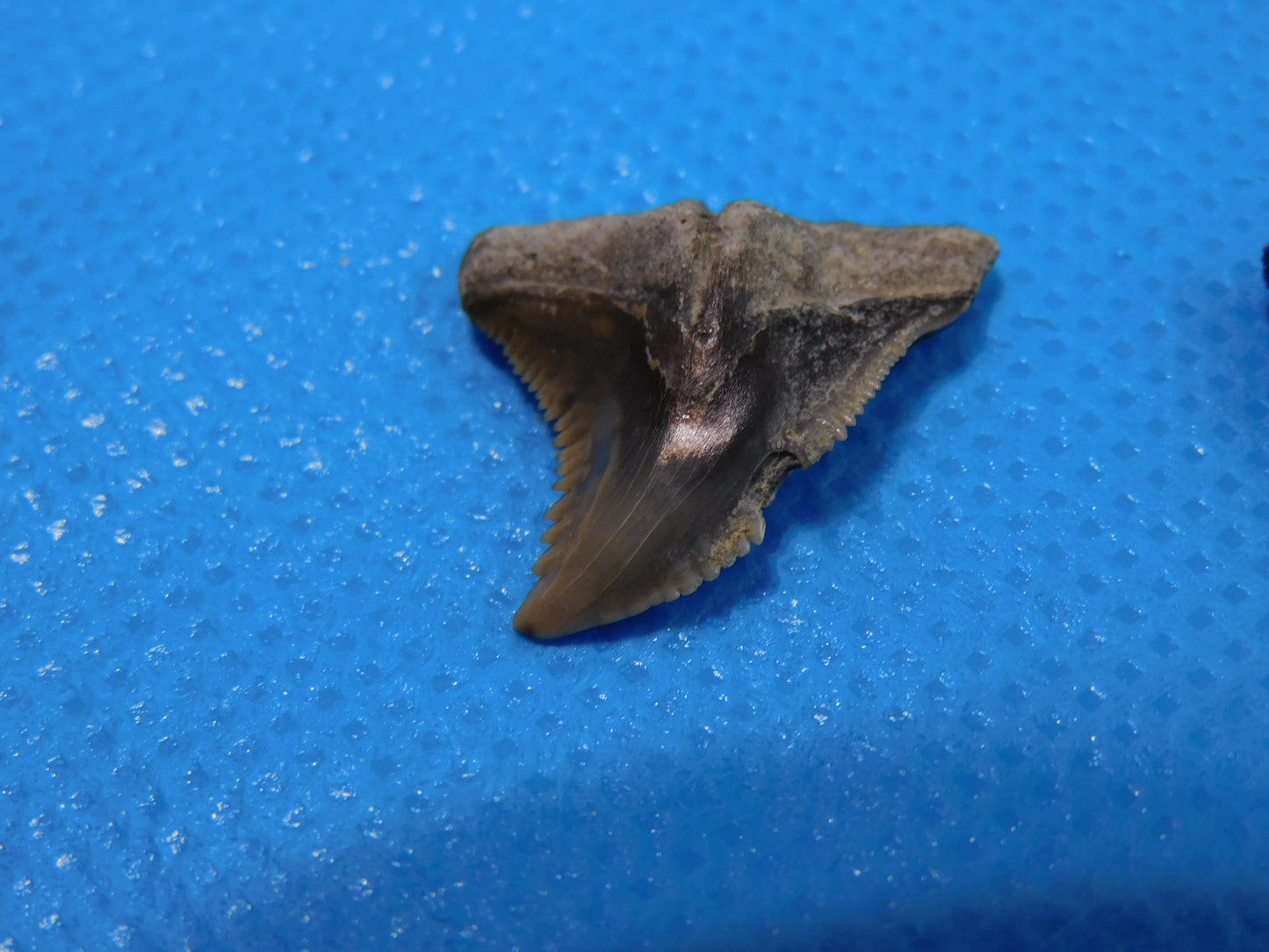 Half inch to One Inch Hemipristis Shark Tooth