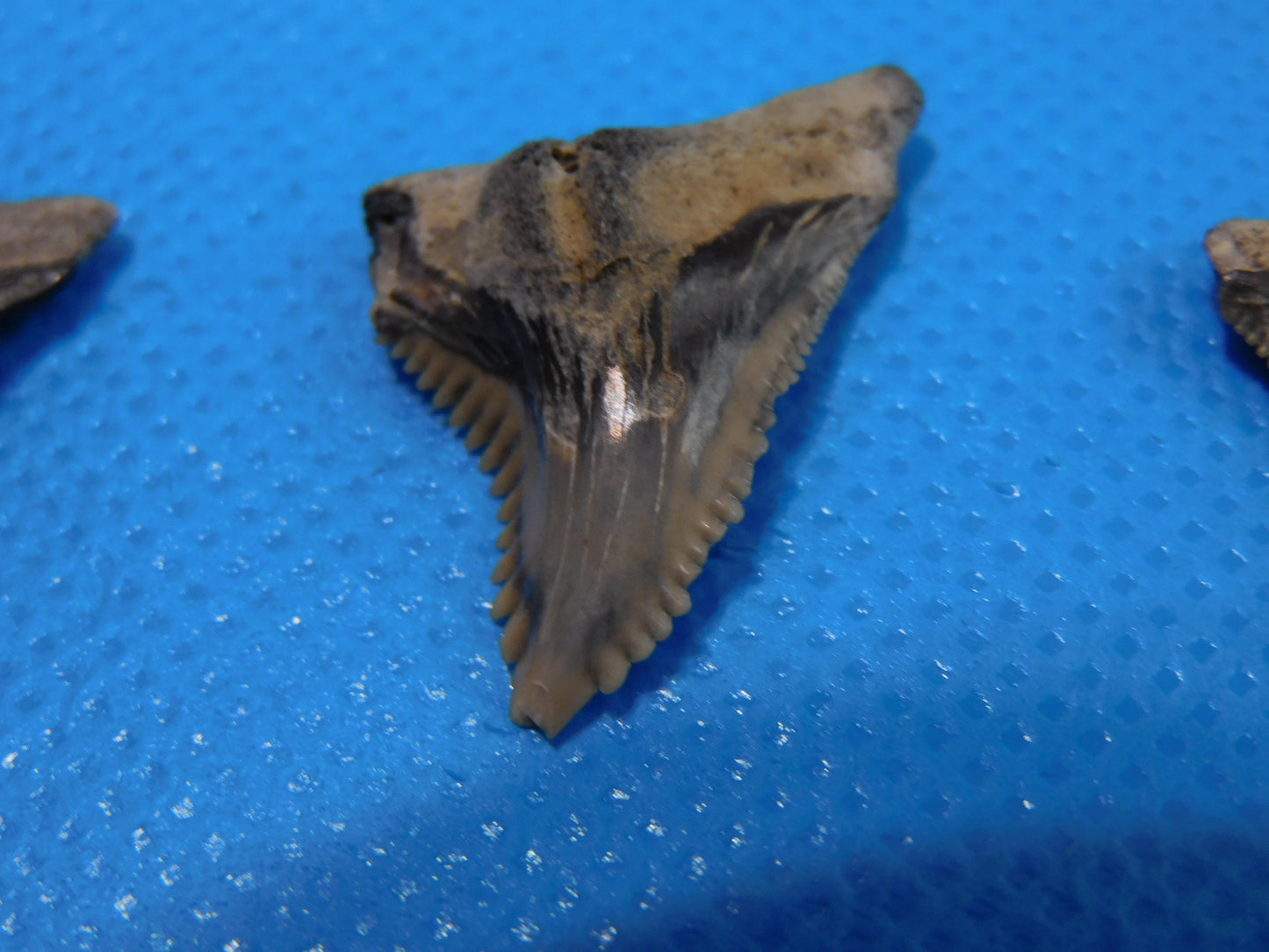 Half inch to One Inch Hemipristis Shark Tooth
