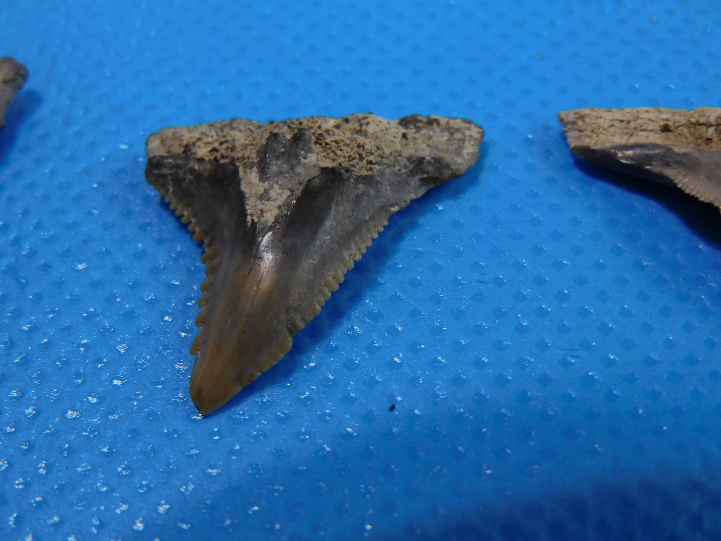 Half inch to One Inch Hemipristis Shark Tooth