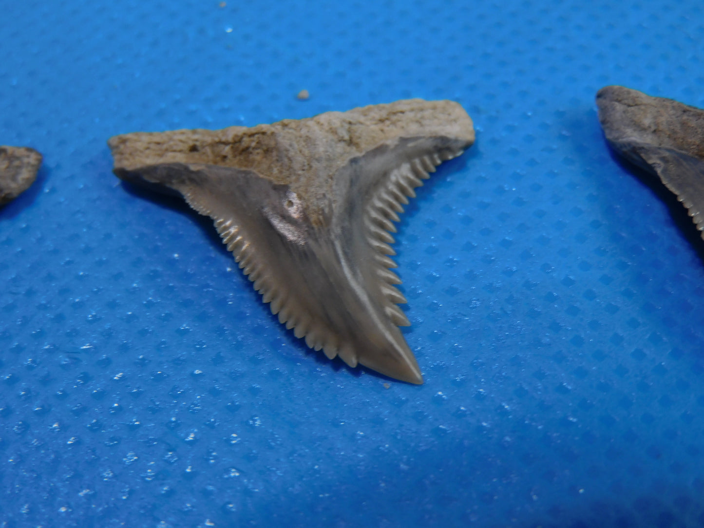 Half inch to One Inch Hemipristis Shark Tooth
