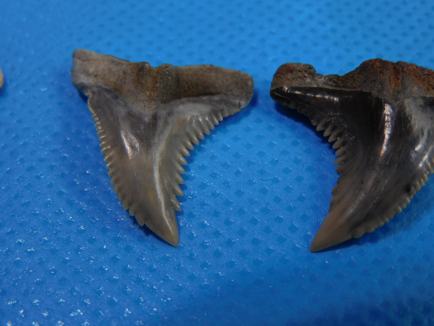 Half inch to One Inch Hemipristis Shark Tooth