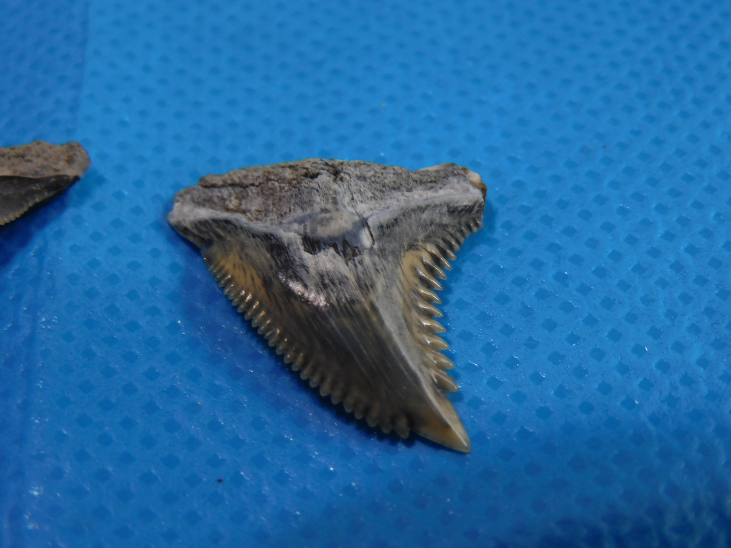 Half inch to One Inch Hemipristis Shark Tooth