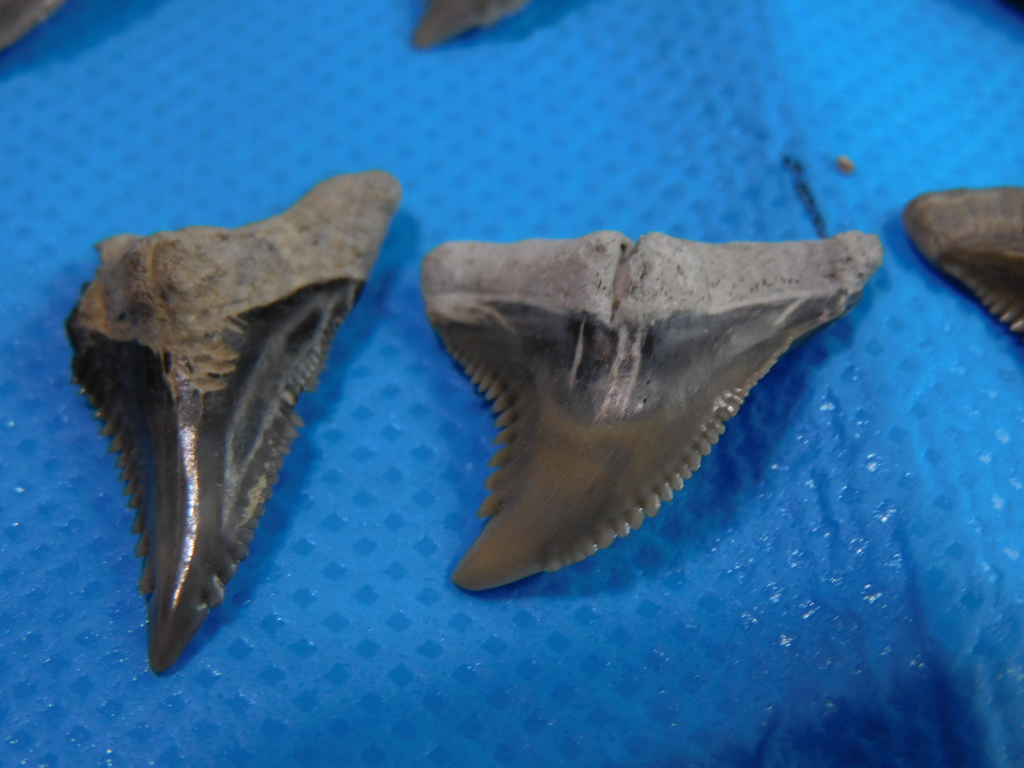 Half inch to One Inch Hemipristis Shark Tooth