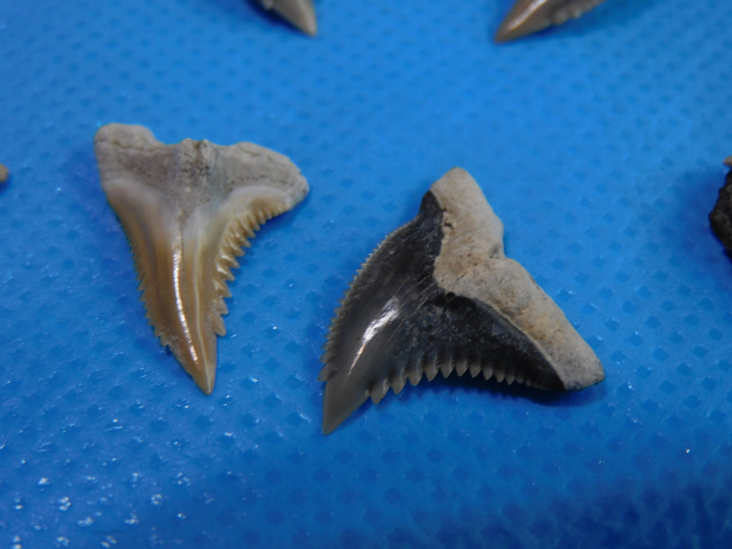 Half inch to One Inch Hemipristis Shark Tooth