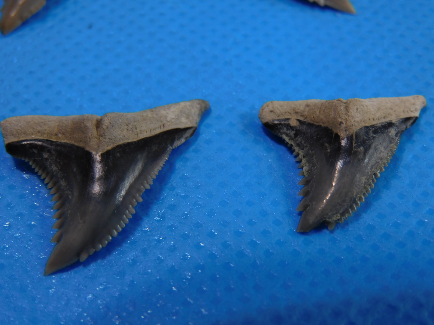 Half inch to One Inch Hemipristis Shark Tooth