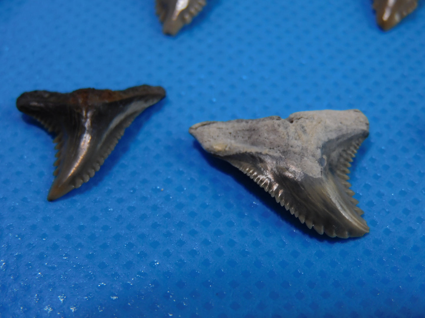 Half inch to One Inch Hemipristis Shark Tooth