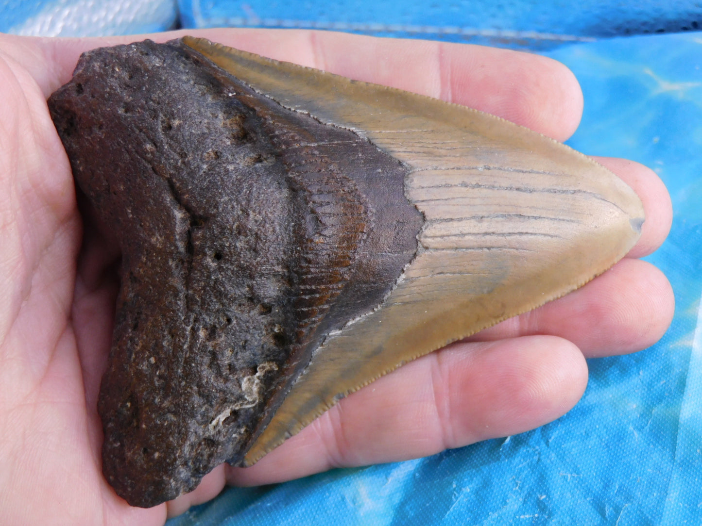 4.1 inch Megalodon Tooth
