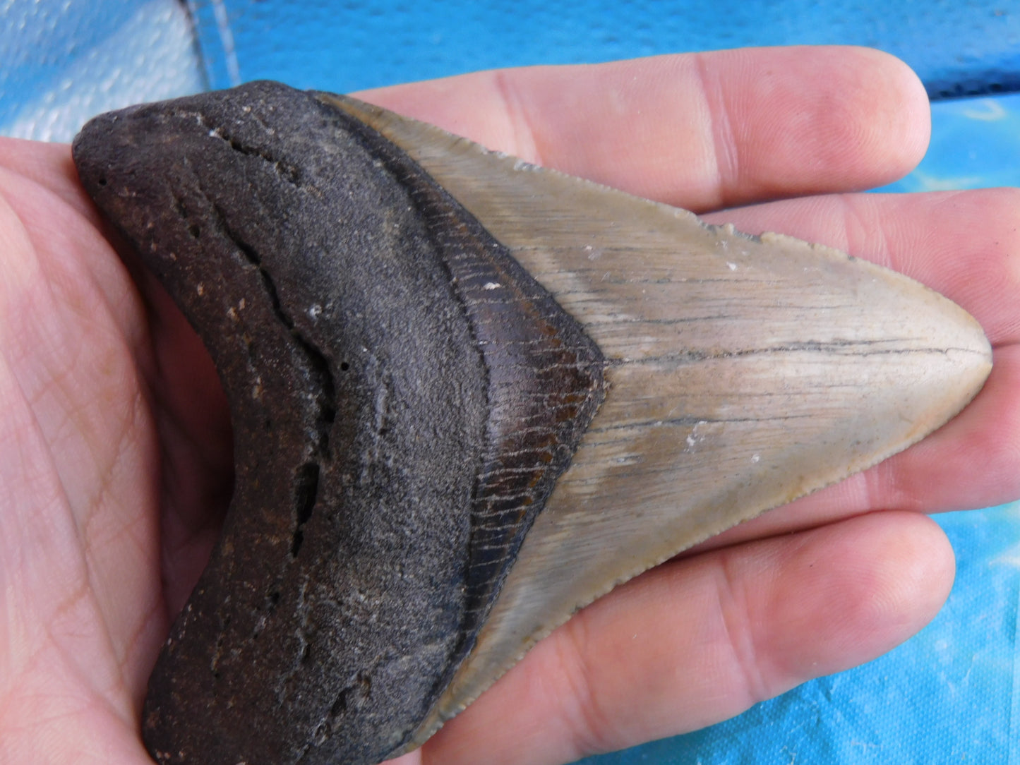 4.2 inch Megalodon Tooth