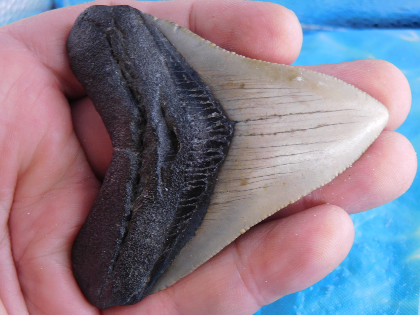 3.1 inch Megalodon Tooth