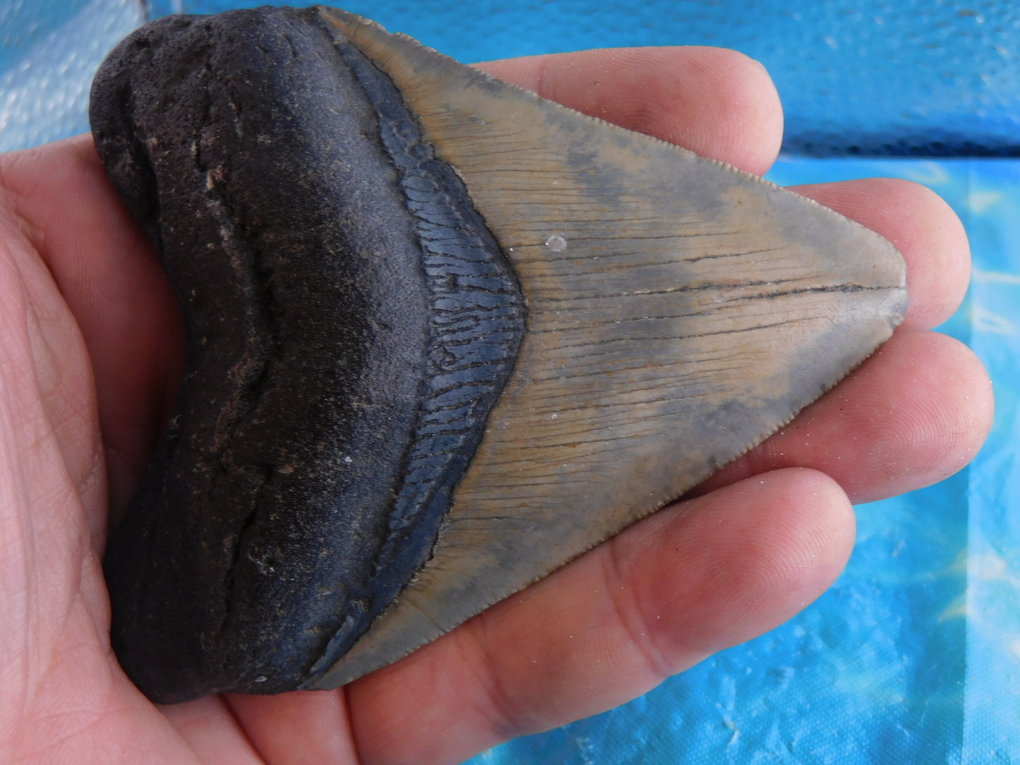 3.94 inch Megalodon Tooth