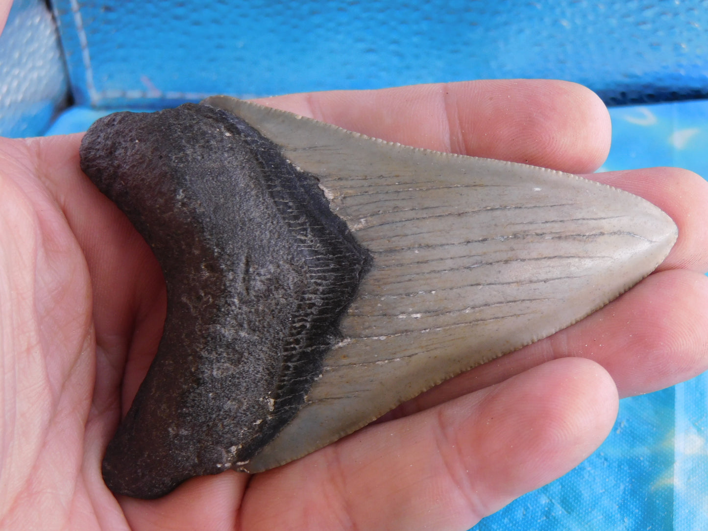 3.86 inch Megalodon Tooth