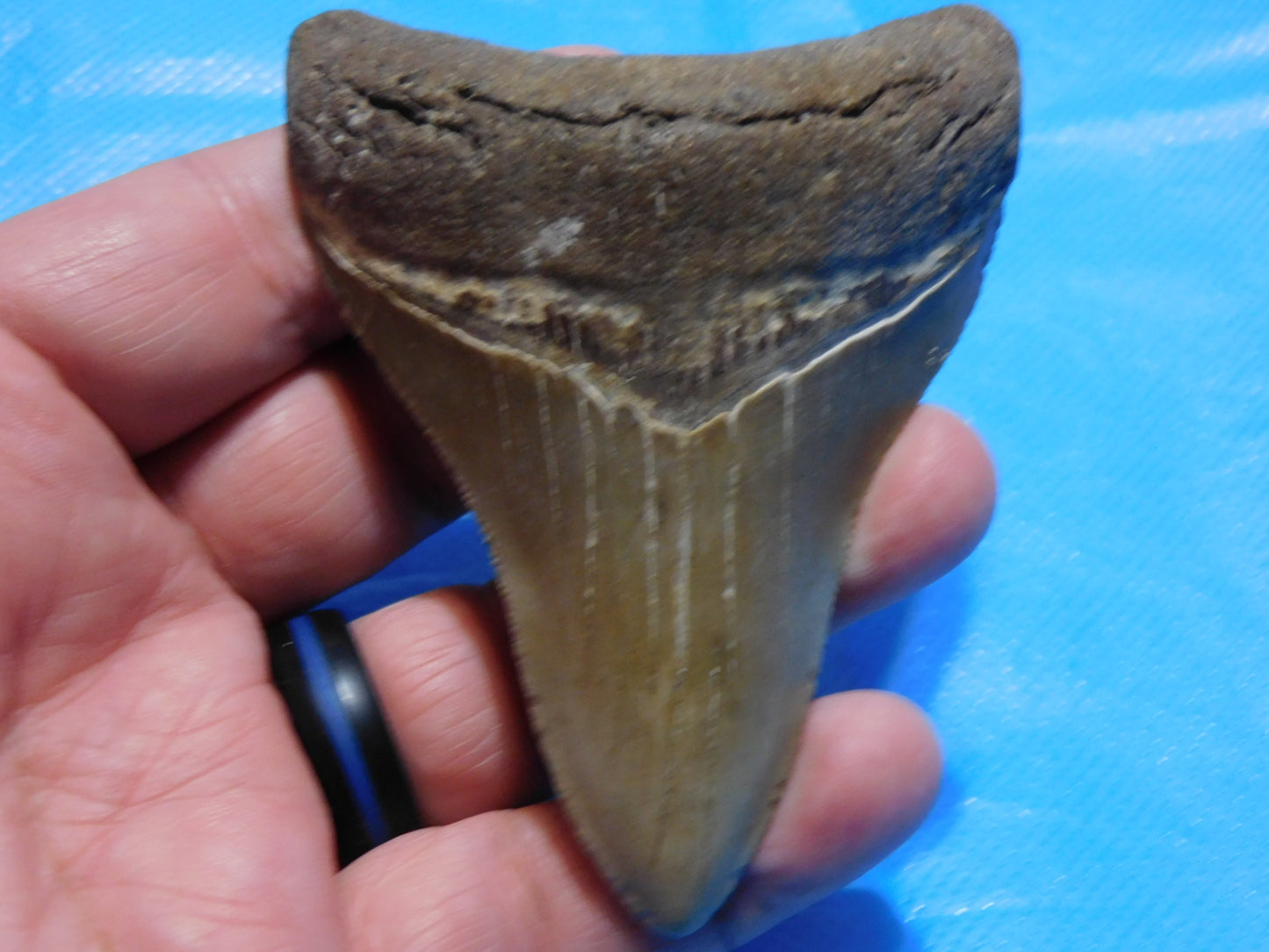 3.6 inch Megalodon Tooth