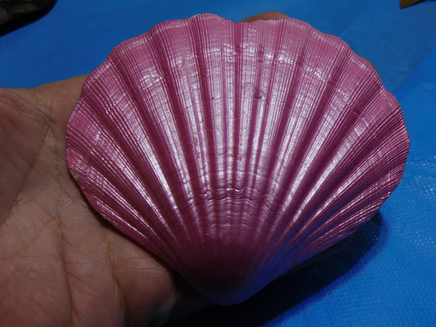 Heart Shaped Scallop Shells