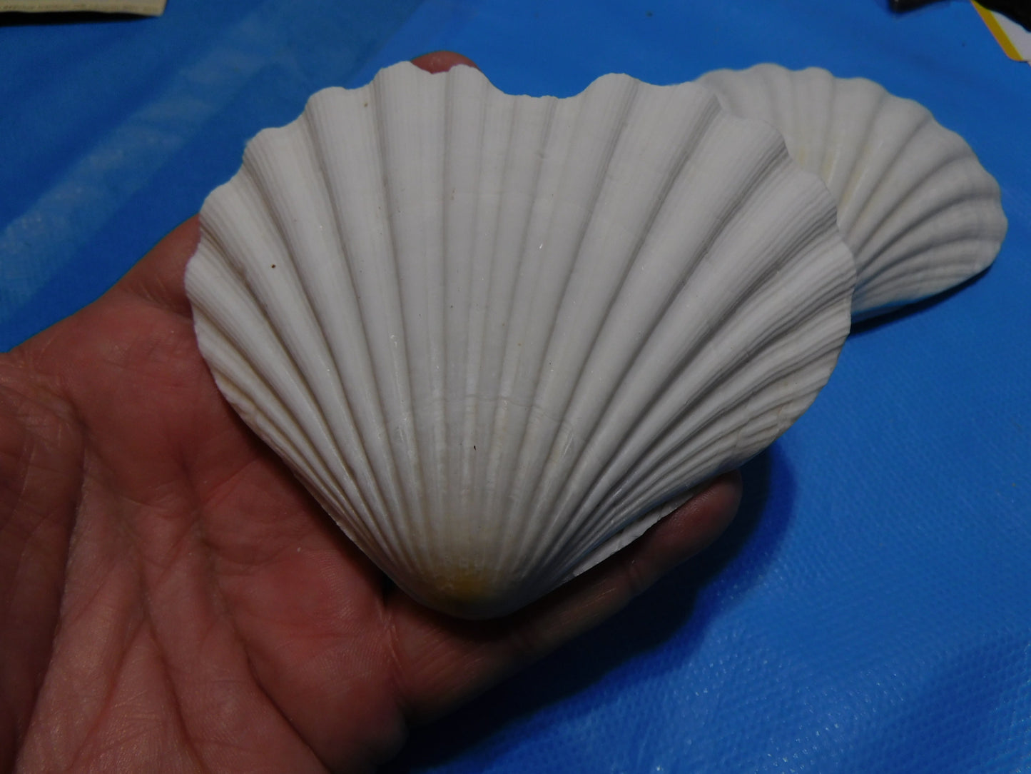Heart Shaped Scallop Shells