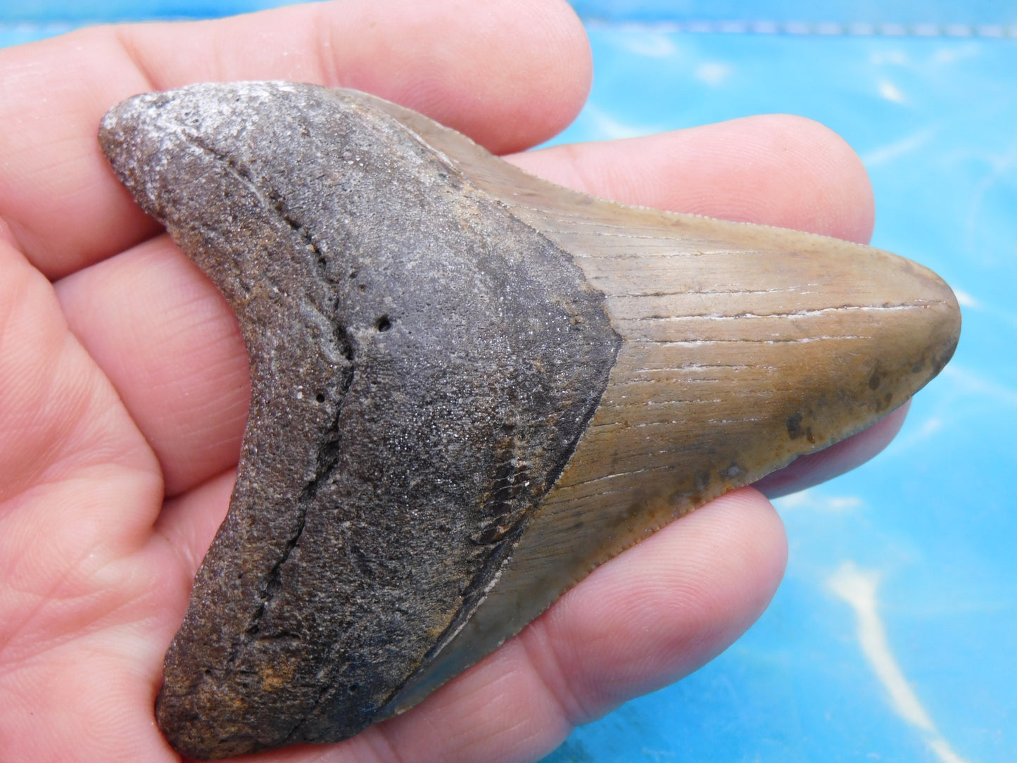 3.23 inch Megalodon Tooth